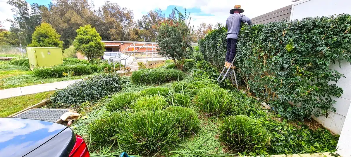 Lawn and garden before 1 Lawn and garden before 1